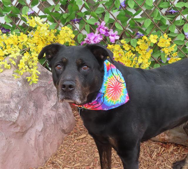 Rottweiler Nationwide Networking/Rescue | Oklahoma, Ok ** IN FOSTER ...