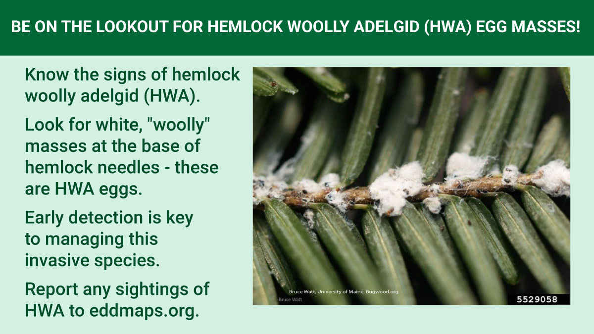 Invasive - Know the signs of hemlock woolly adelgid (HWA) to help ...
