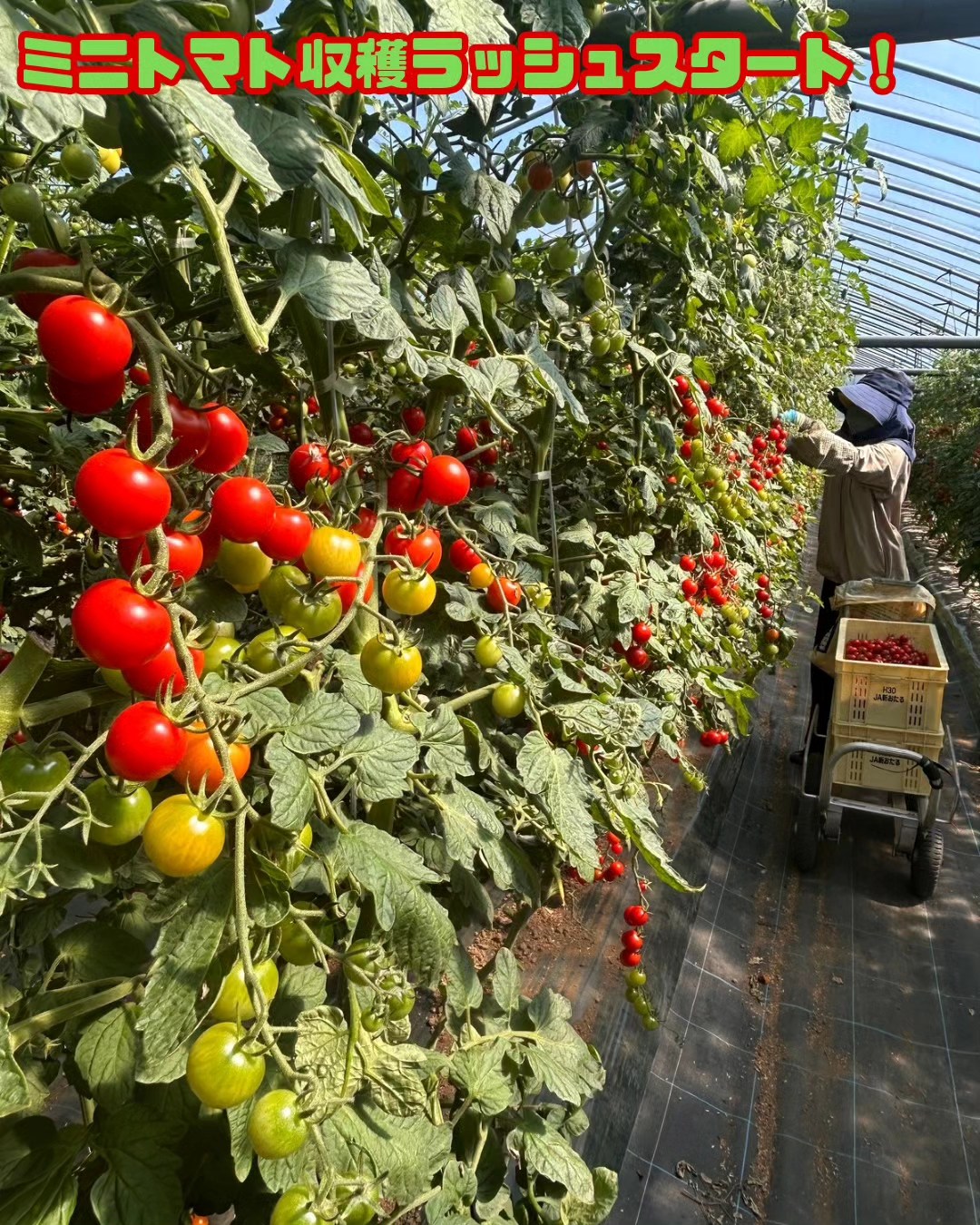 ミニトマト収穫ラッシュスタート！🍅💨】 北海道内で1番の生産量を誇る