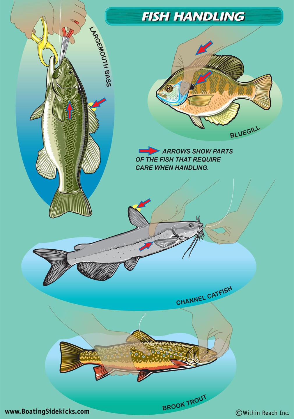Martins - Fish Handling. From your fishing friends at Boating Safety ...