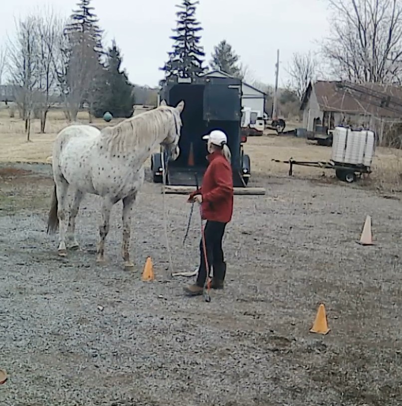 Equestrian Coaching with Brenda Robson | Dunnville ON