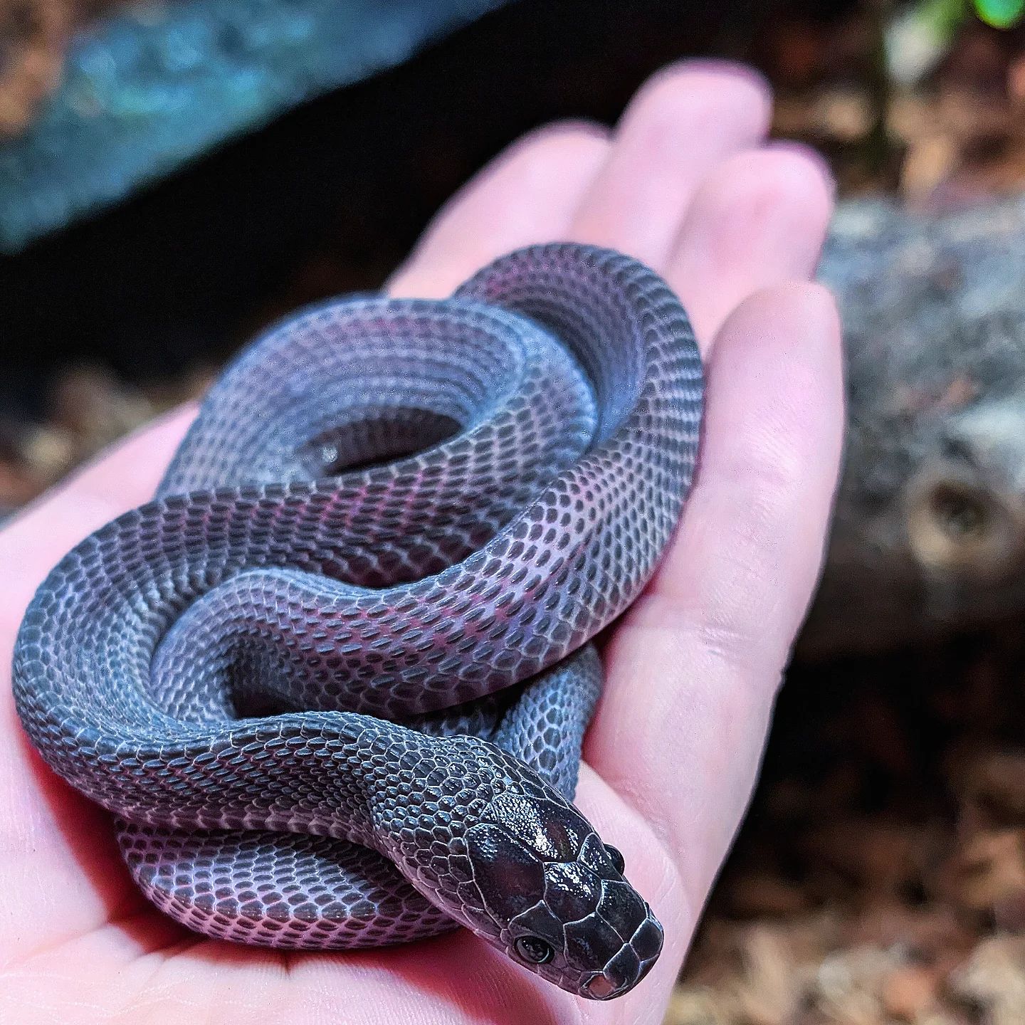 In love with the phenomenal purple colors of this African file