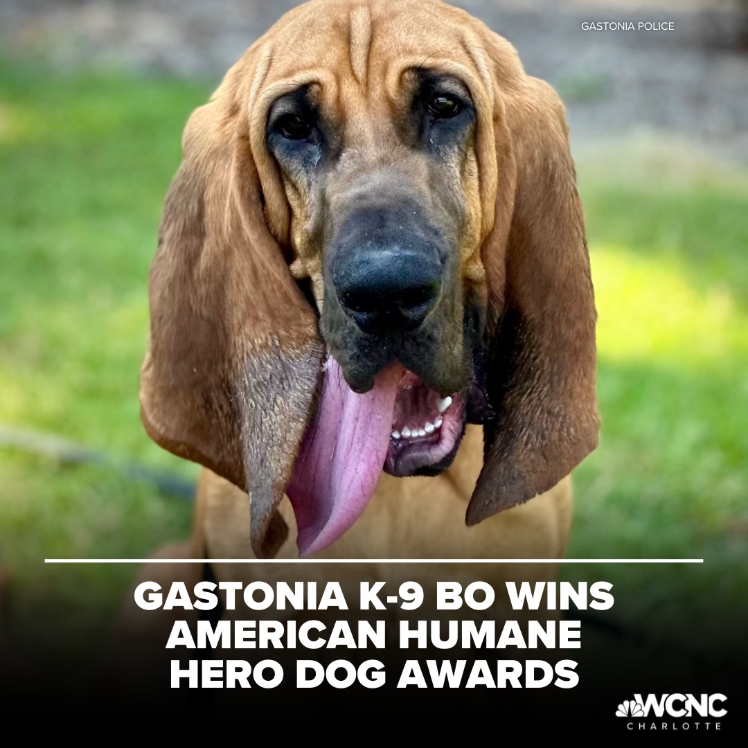 It's that pawsome time of the year - The Hero Dog Awards and an 18