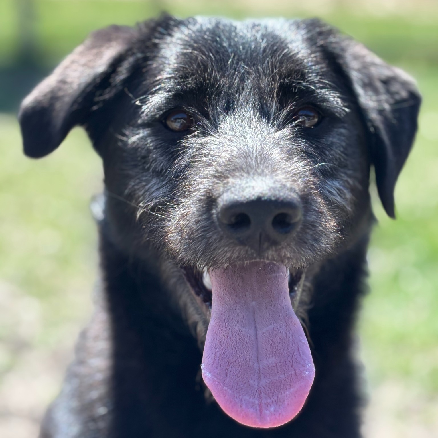 🥰 Introducing Sam 😉 The... - Central Alberta Humane Society | Facebook