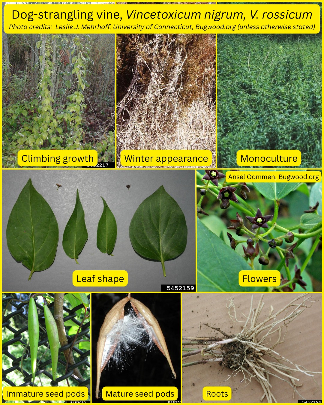 🌿NEW FOR PEI: Let's learn... - PEI Invasive Species Council | Facebook