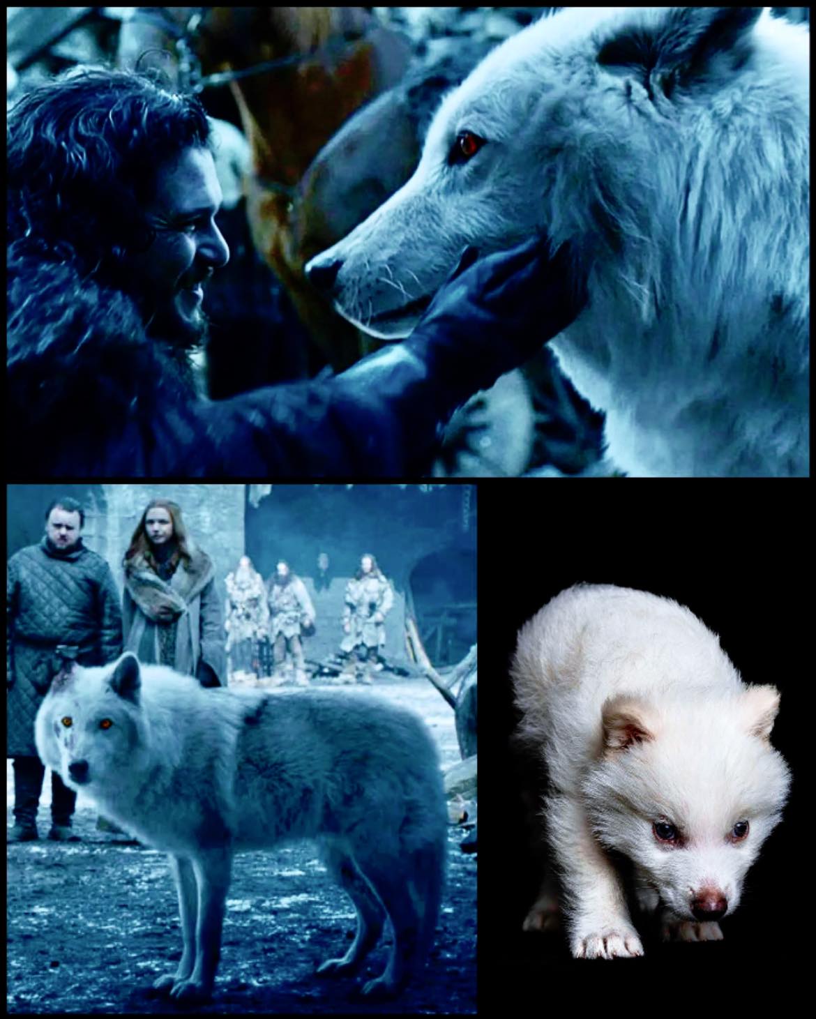 𝑊ℎ𝑒𝑛 𝑅𝑜𝑠𝑒𝑠 𝐿𝑜𝑠𝑒 𝑇ℎ𝑒𝑖𝑟 𝑇ℎ𝑜𝑟𝑛𝑠 - The Dire Wolf Is Back from Extinction ...