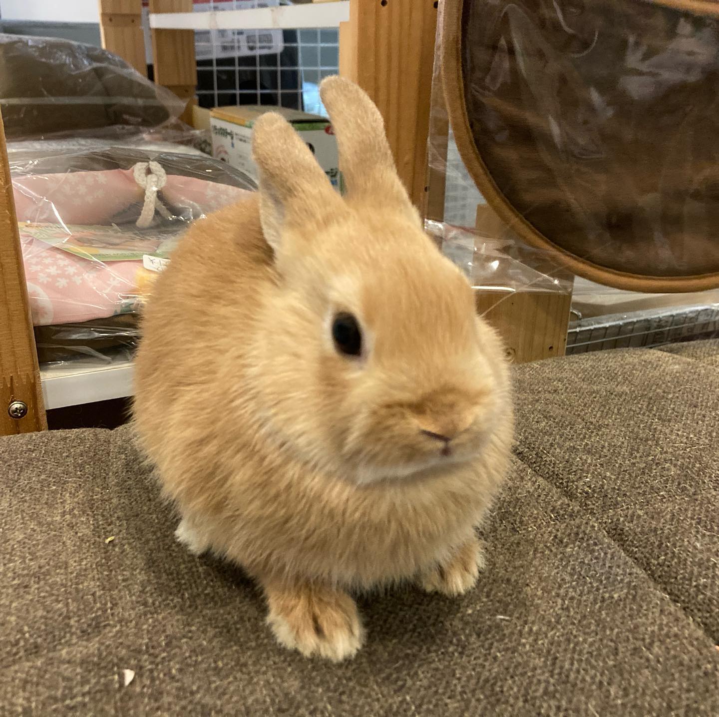 うさぎ専門店 らららぱん Posts Facebook