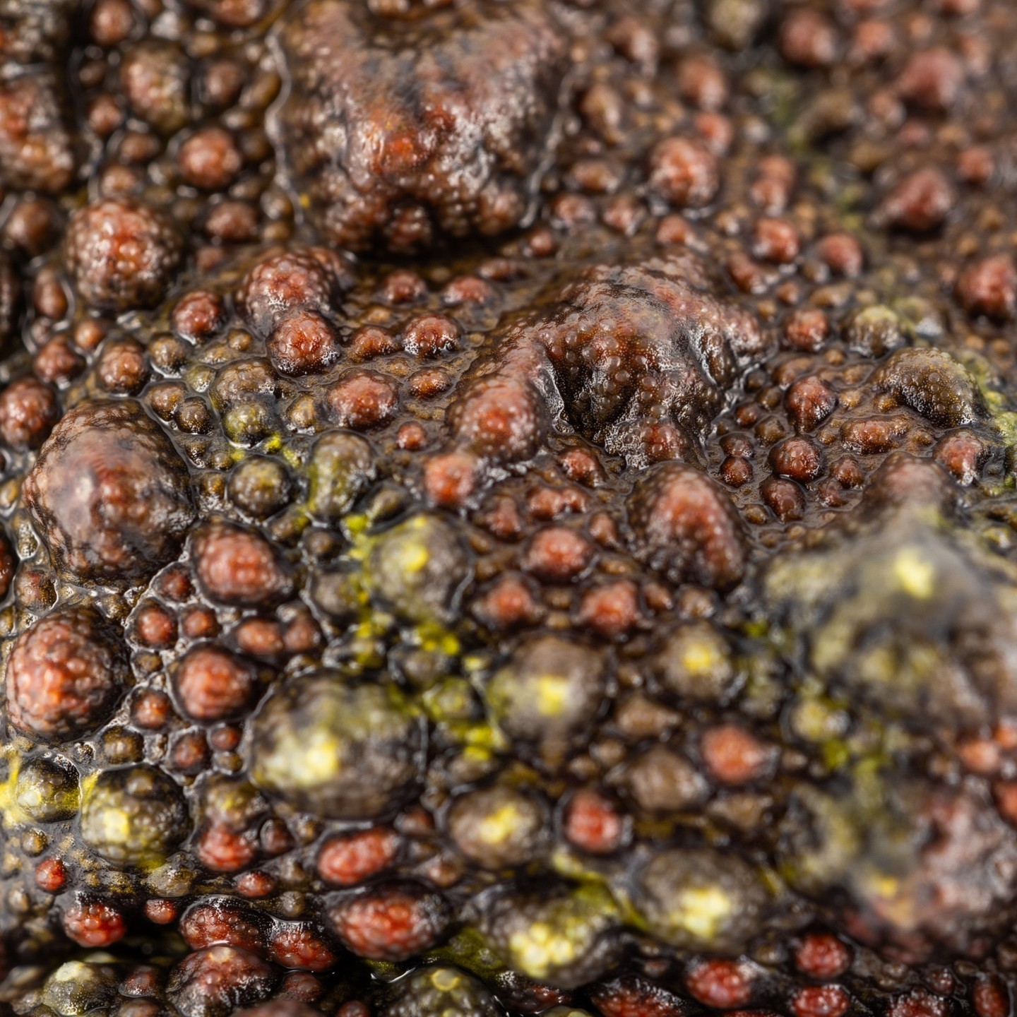 🐸 Meet the cutest clump of “moss” you ever did see: the Vietnamese ...