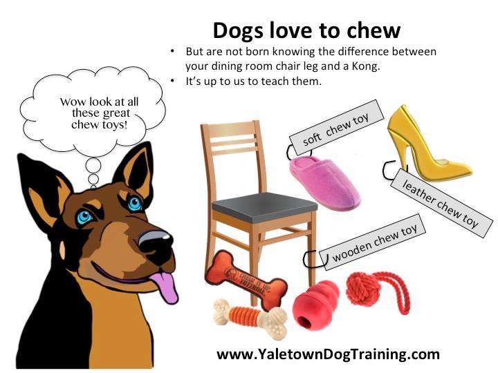 Why Do Dogs Like Chewing Toys: Uncover the Joy