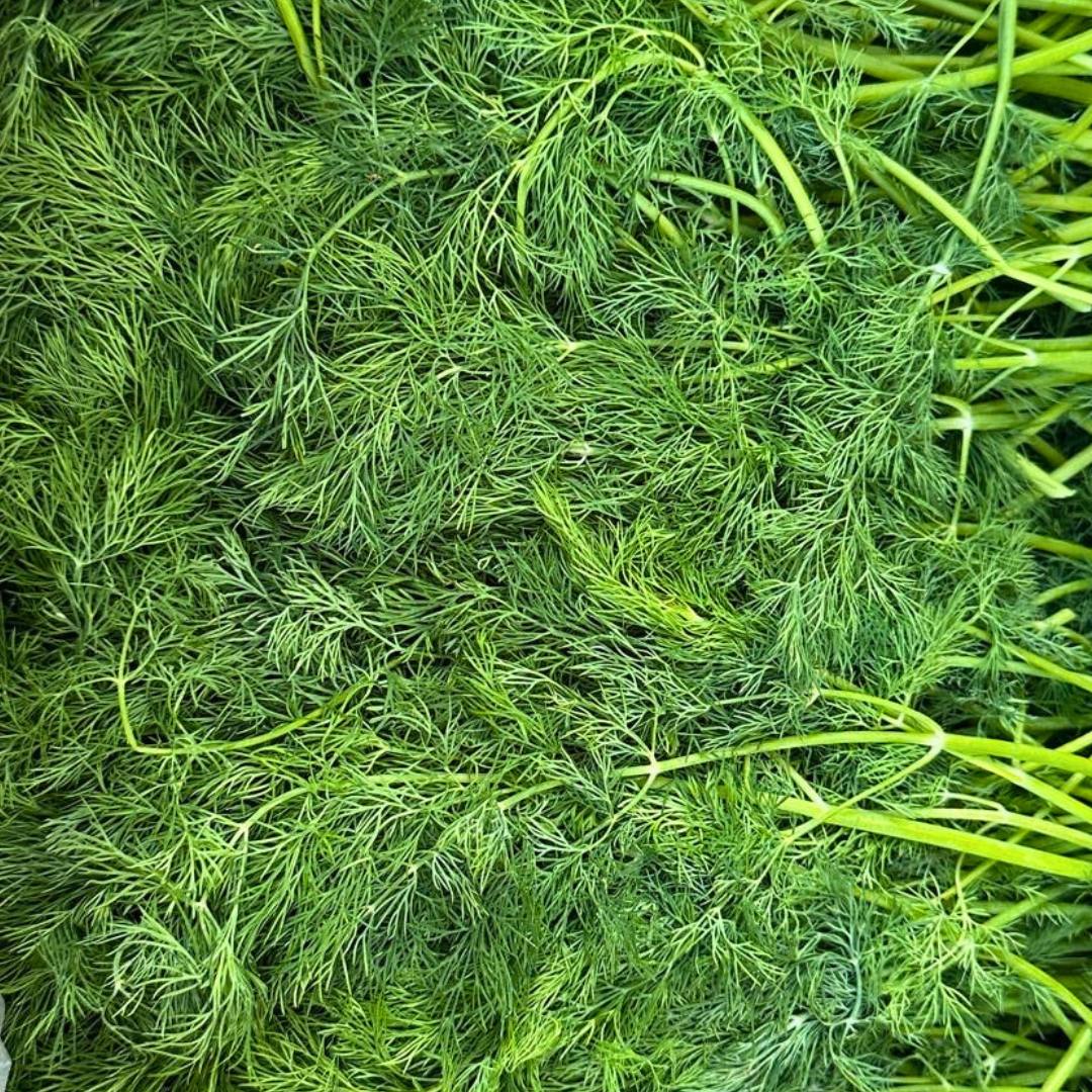 Capay Organic | Capay CA