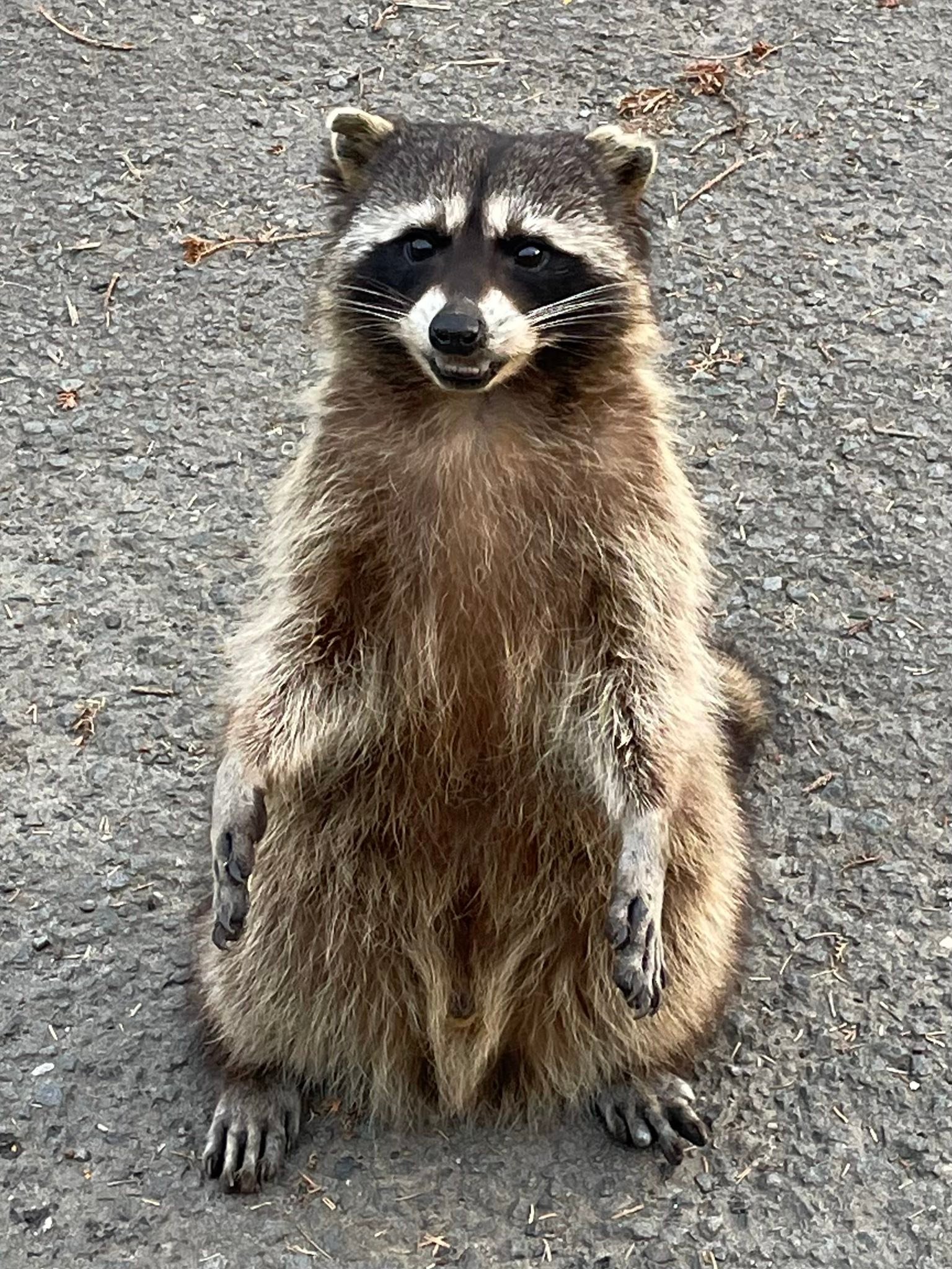 Pacific Northwest Traveler | Rocky Raccoon giving us his best smile at ...