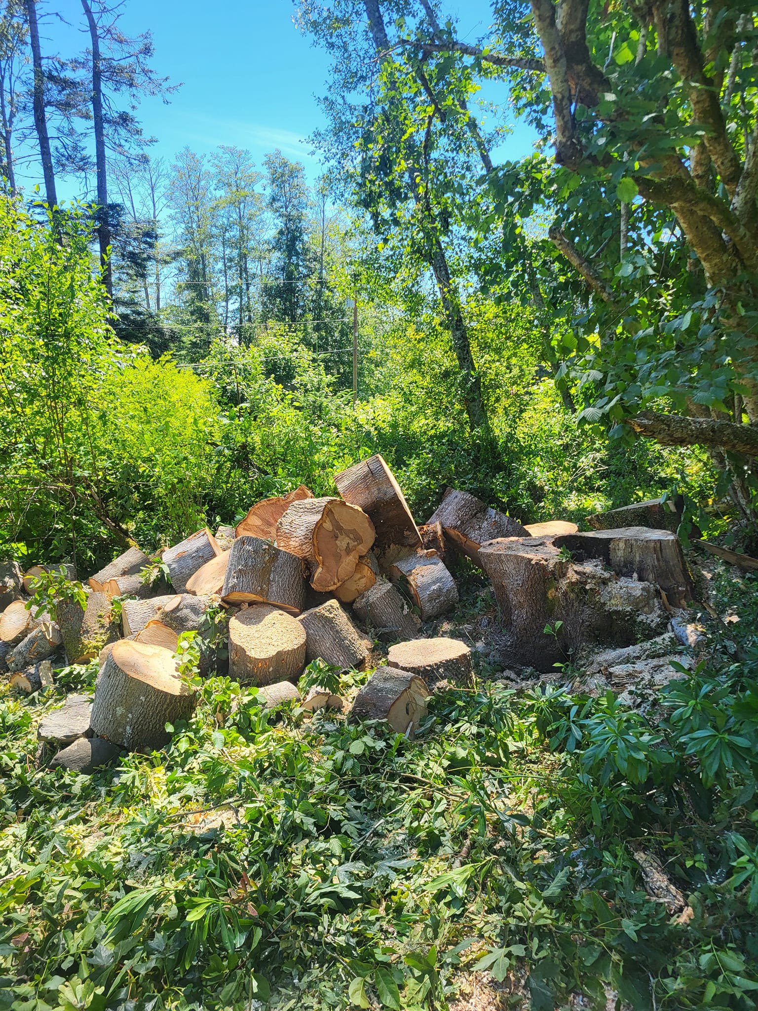 Legendary Tree & Stump Service | Victoria BC