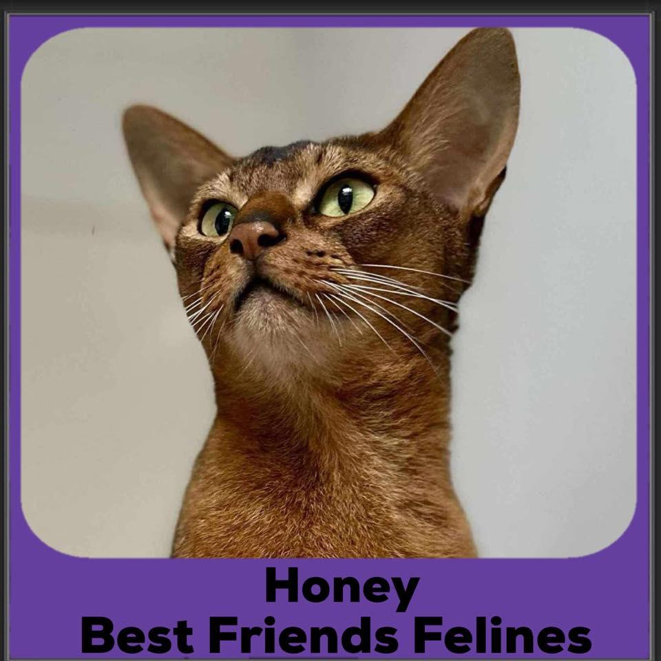 Abyssinian Cat Rescue | Paradise CA