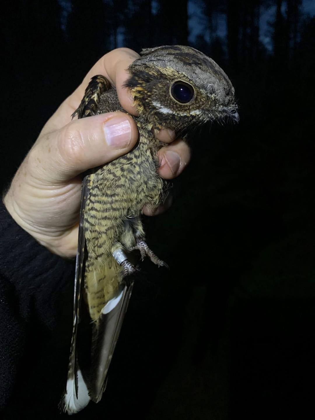 The nightjars are back in Staffordshire after their migration from