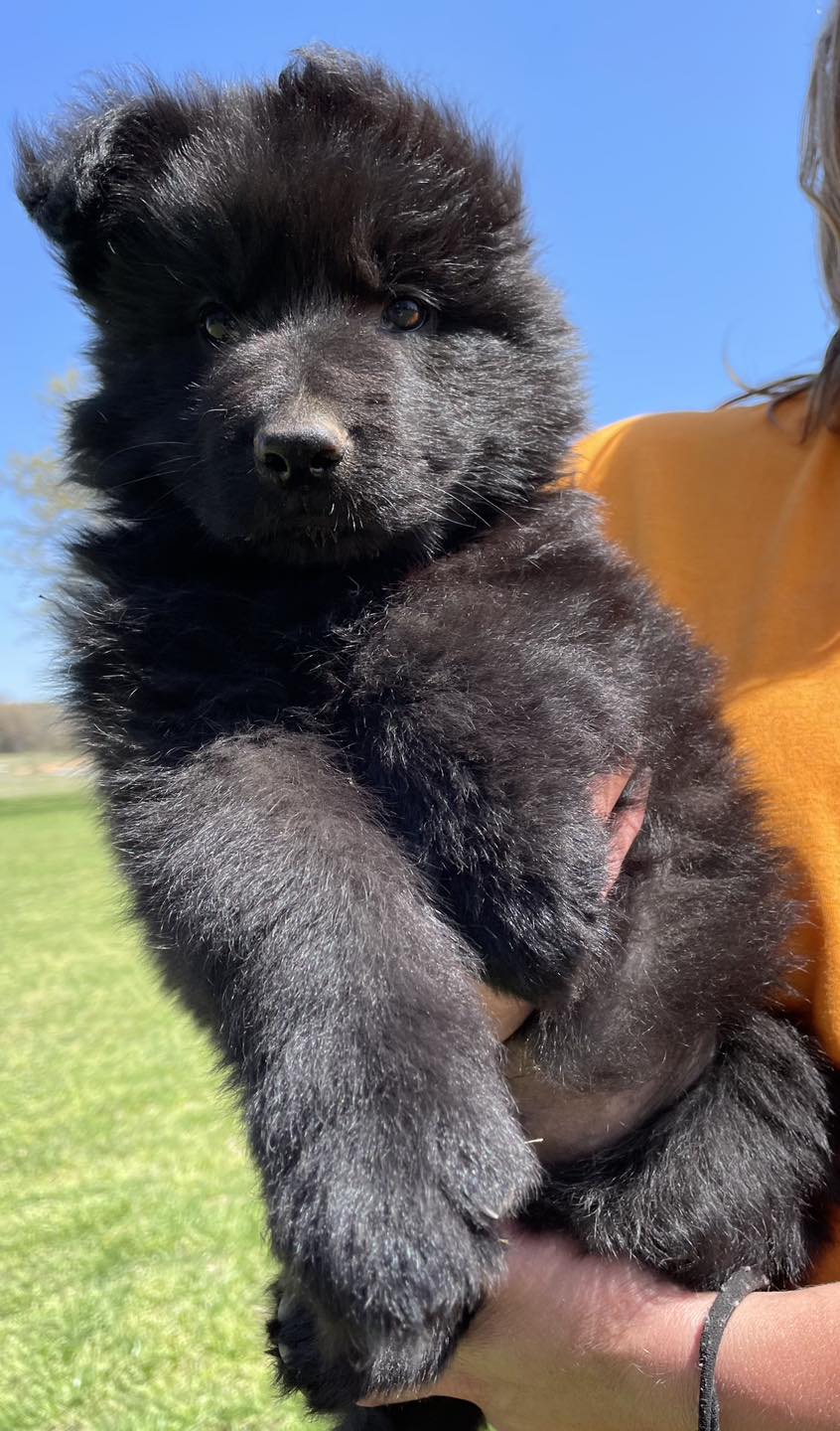 Sandstone Ranch German... - Sandstone Ranch German Shepherds