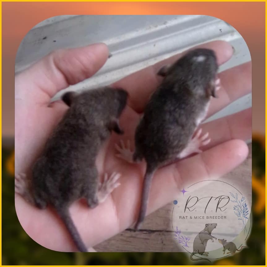 Ratta Tatta Rats Rattery | Warren OH