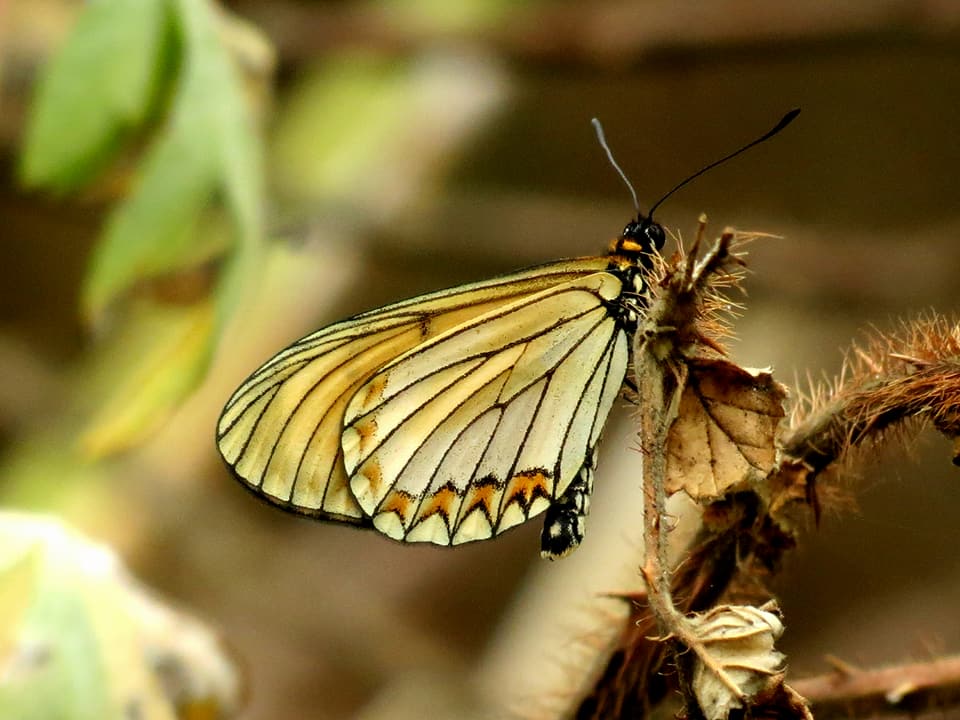 Yellow Coster... - Jigme Singye Wangchuck National Park | Facebook