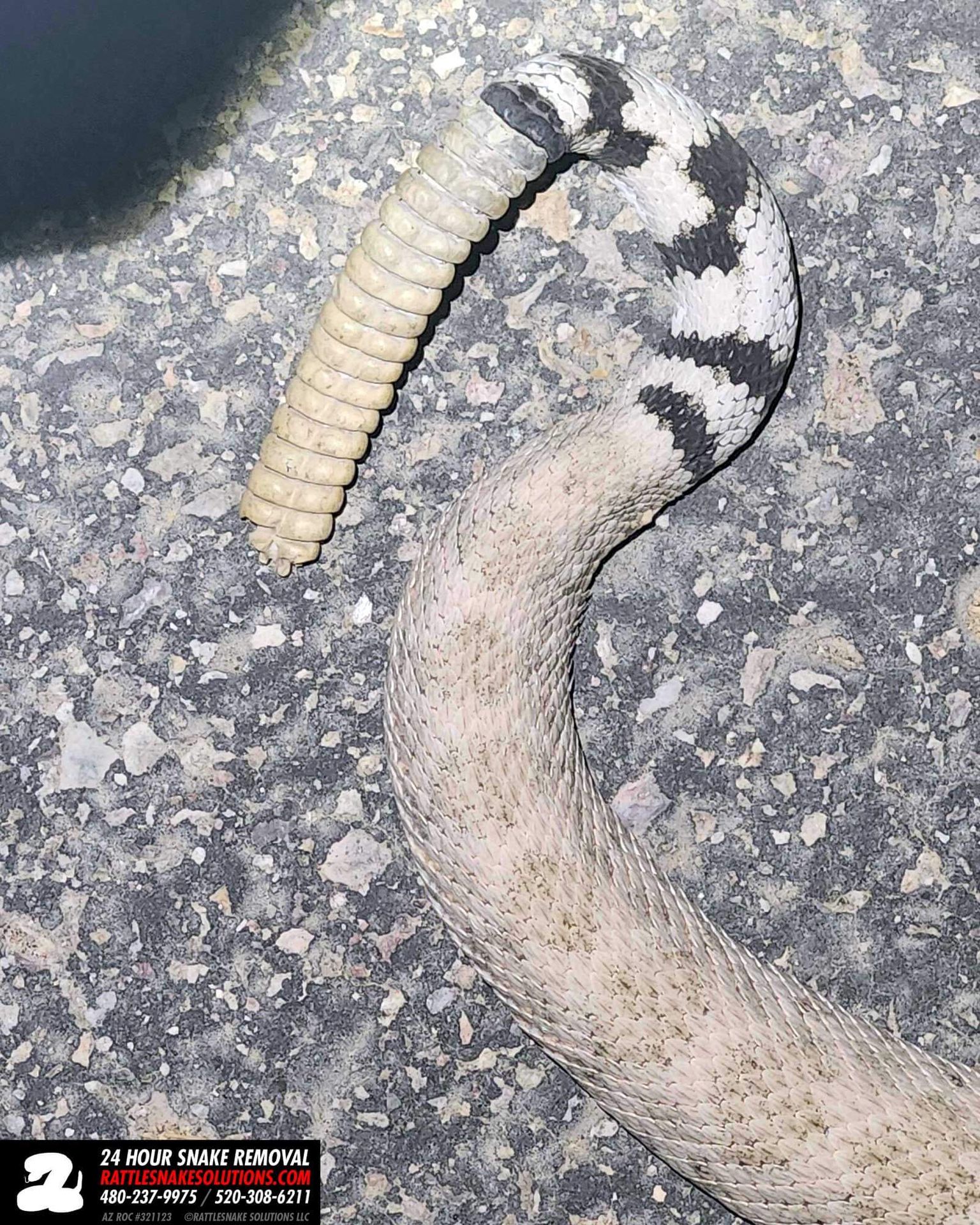 This old Western Diamondback Rattlesnake had survived a very long