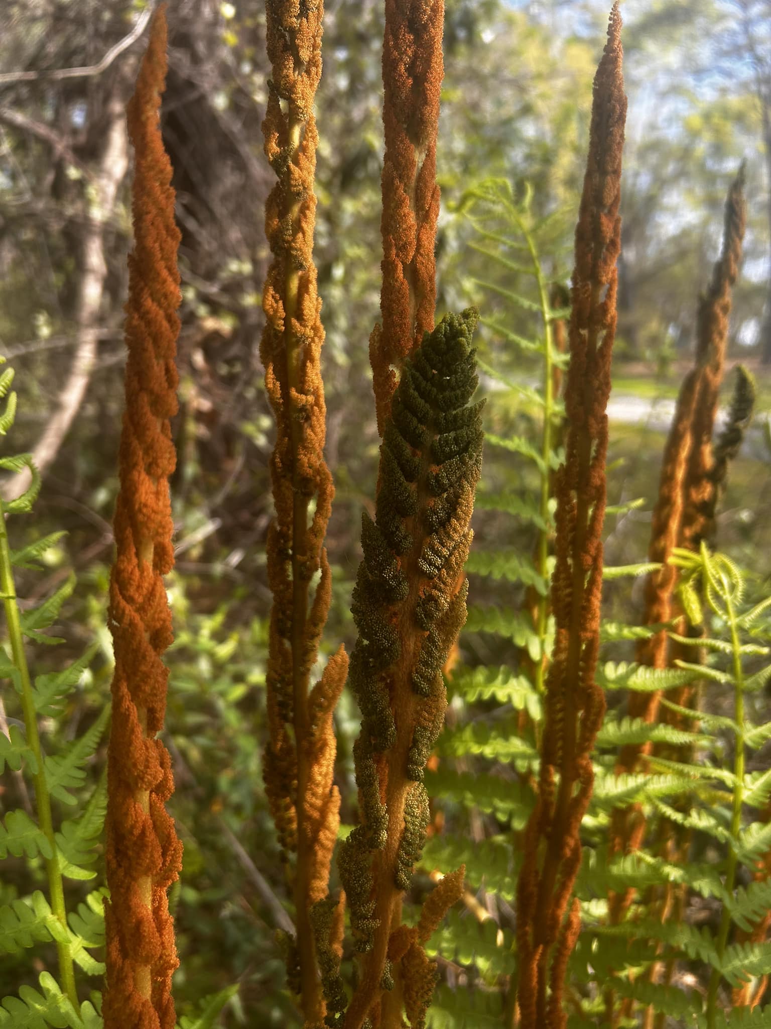 What is this plant with orange fuzz?