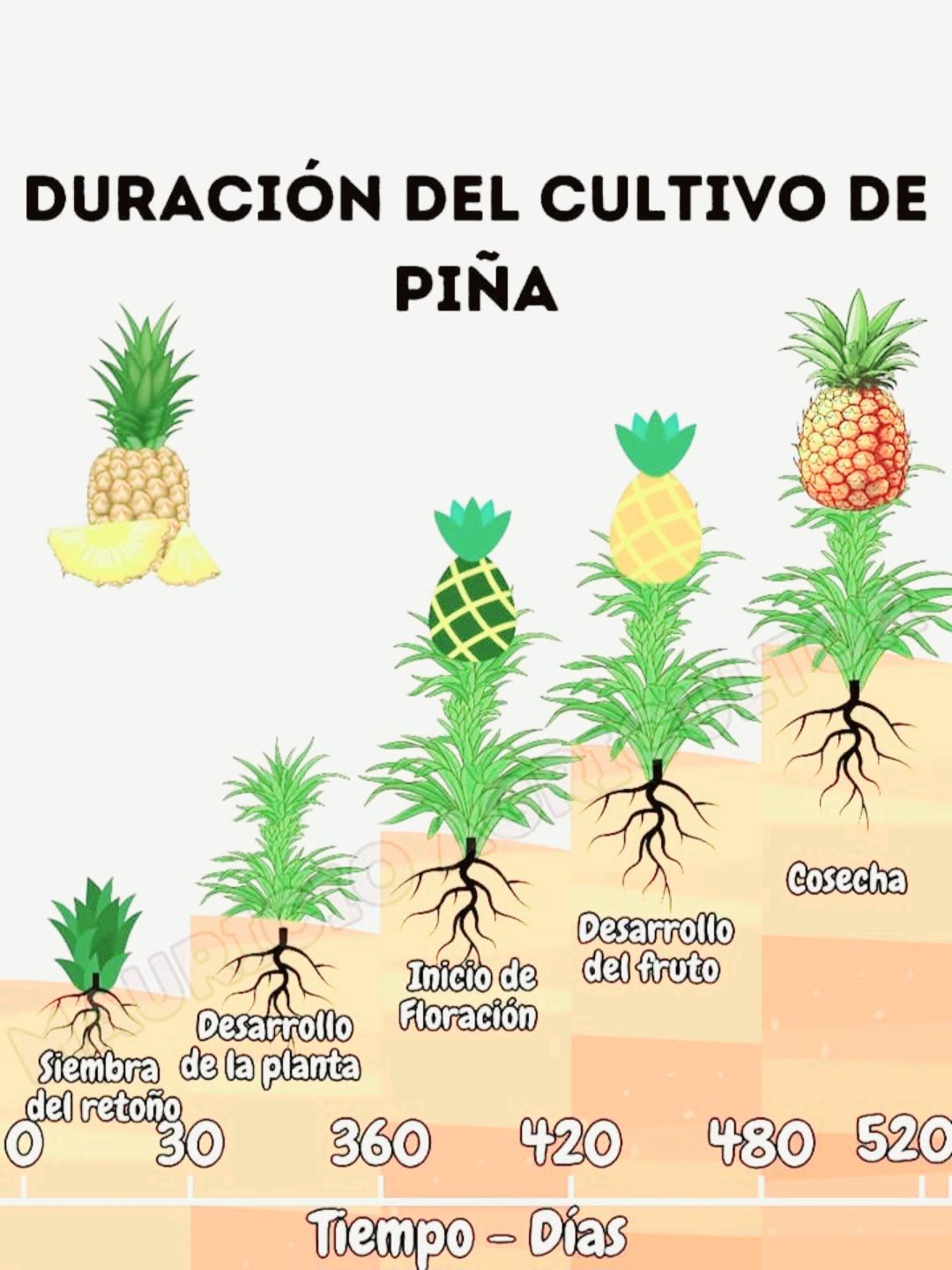 Agricultura, ganadería, pesca, ovicultura y mas - *Duración del Cultivo ...