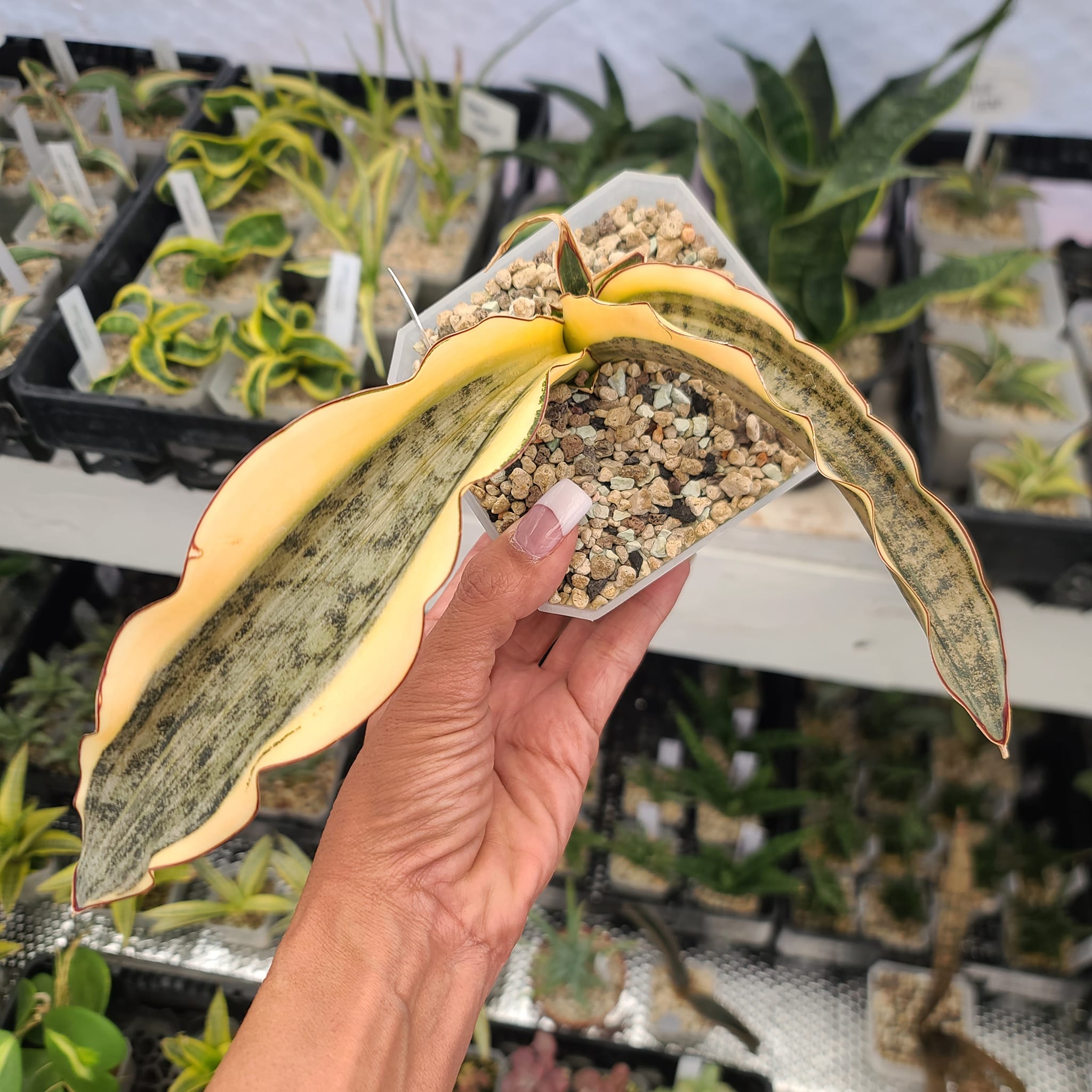 Sansevieria Mafinga ES 849 white variegated plant for sale