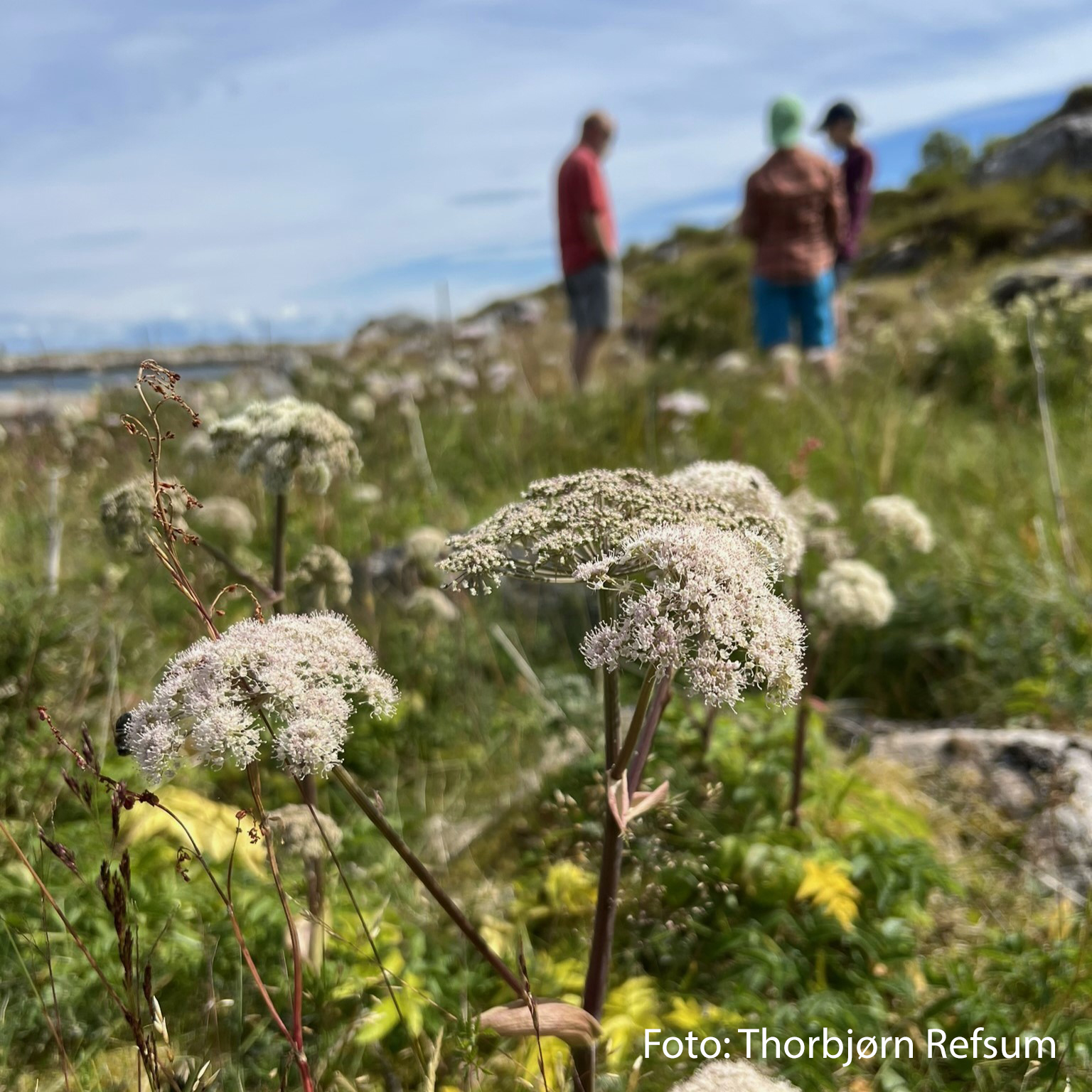 Fjellflora på din vei