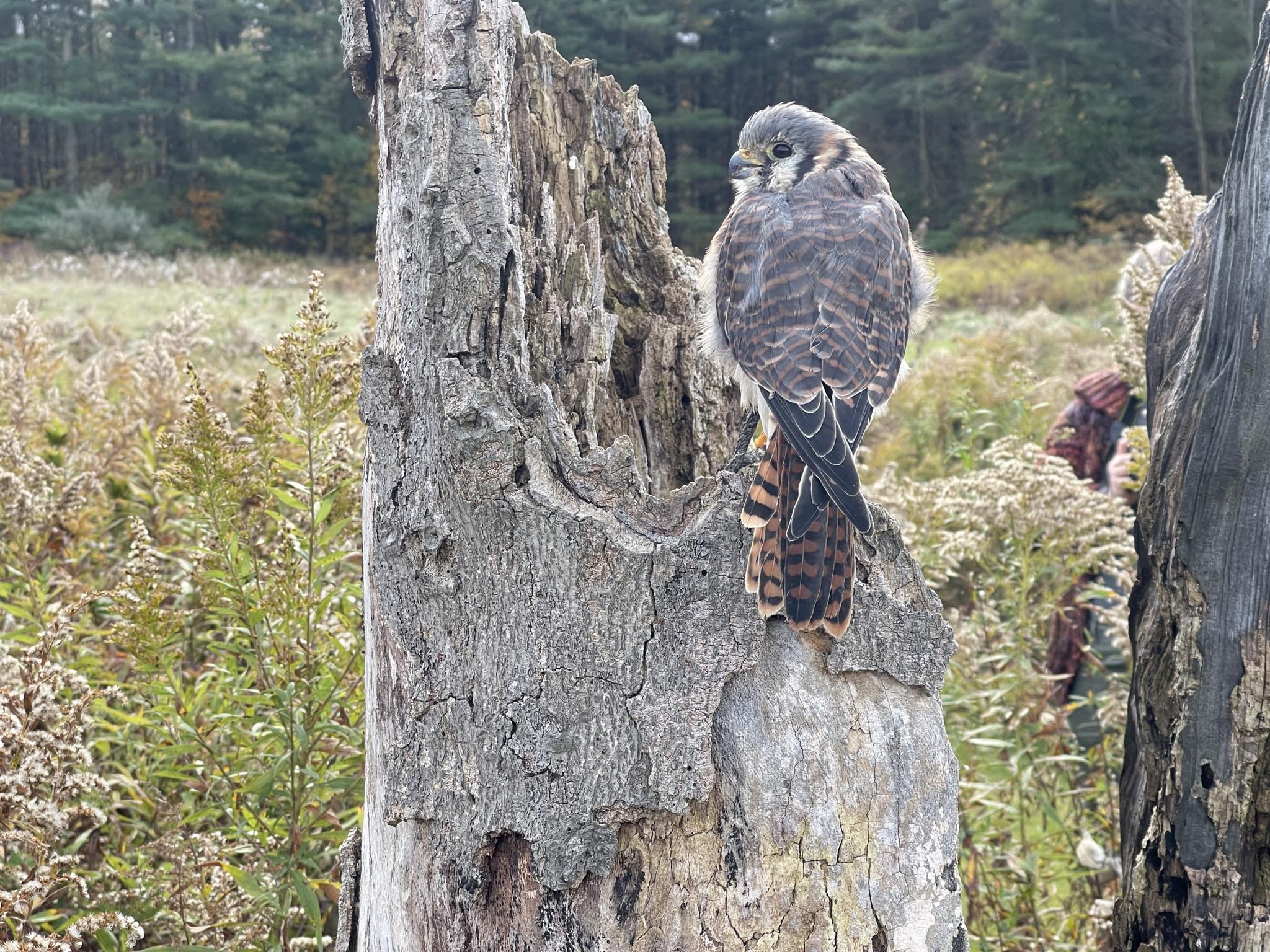 Canadian Raptor Conservancy | Simcoe ON