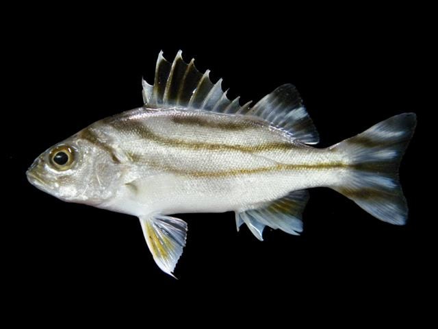 ปลาข้างตะเภาลายโค้ง (อังกฤษ: Target... - Tik Gee Fishing