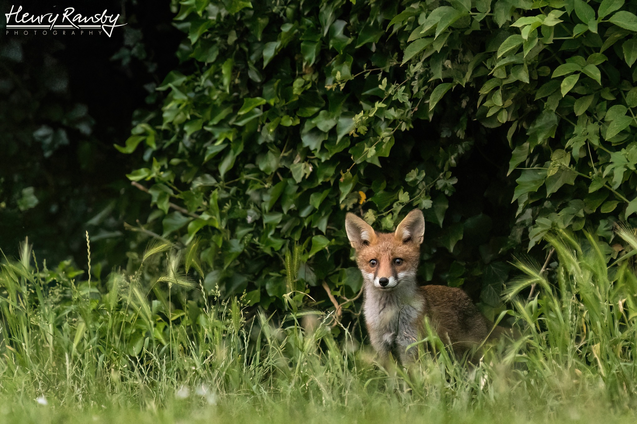 Henry Ransby Photography