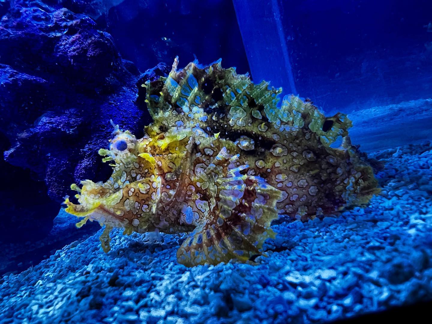 Aquarium - Say hello to this incredibly rare and magnificent Rhinopias ...