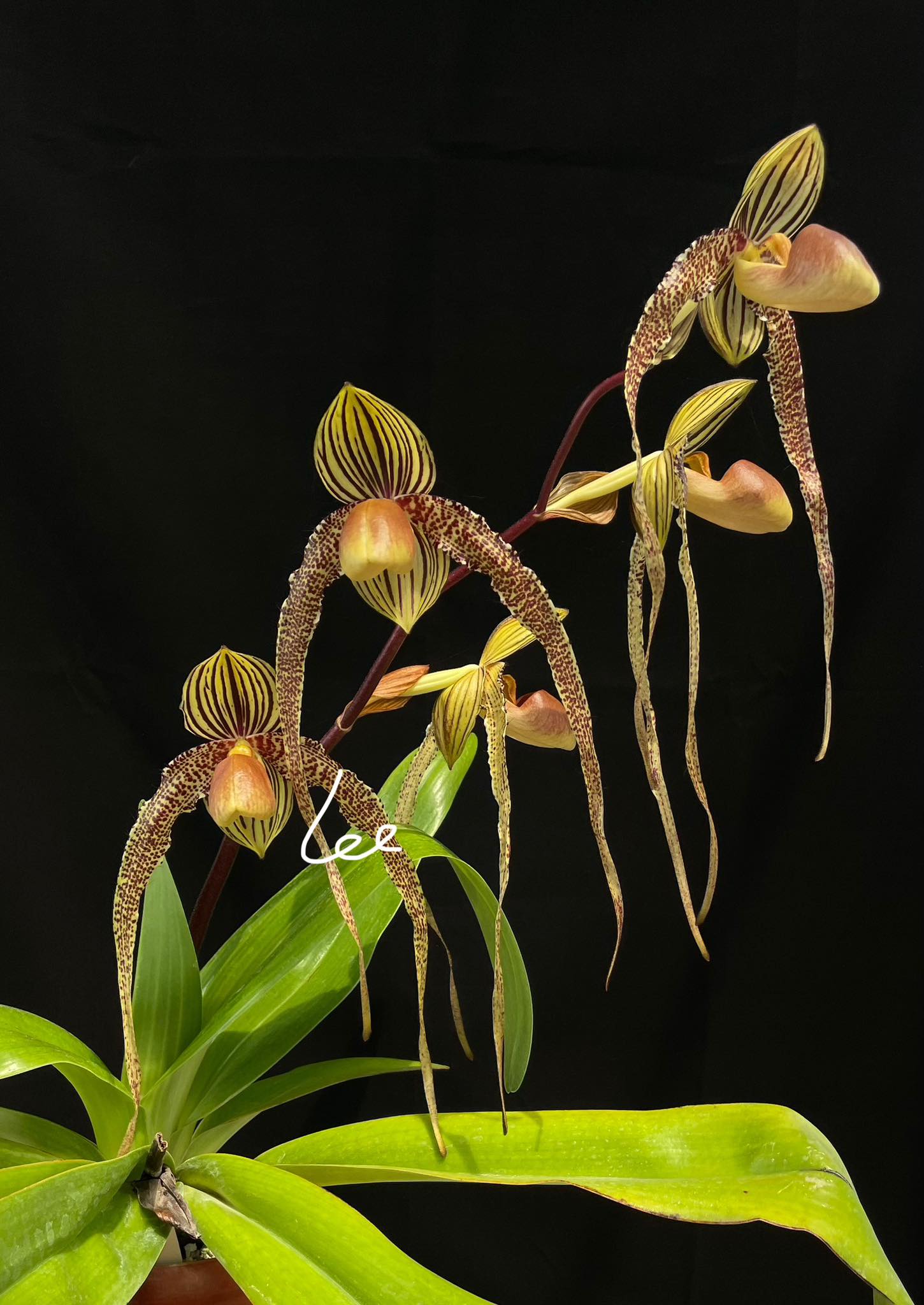 洋蘭原種］超希少種 Paph.sanderianum x sib. 洋蘭原種］超希少種