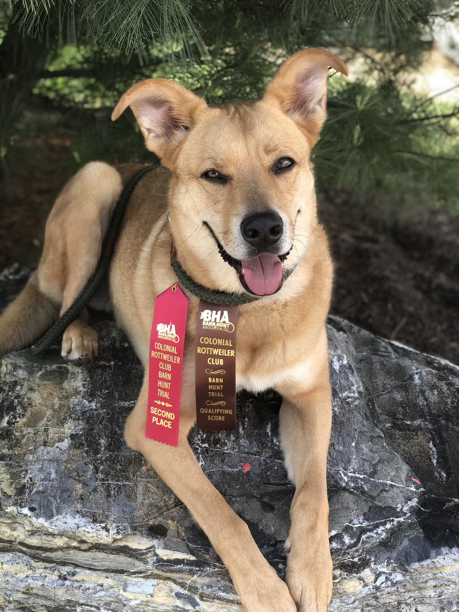 Kingsley showing off his ribbons from... - C and C Barn hunt | Facebook