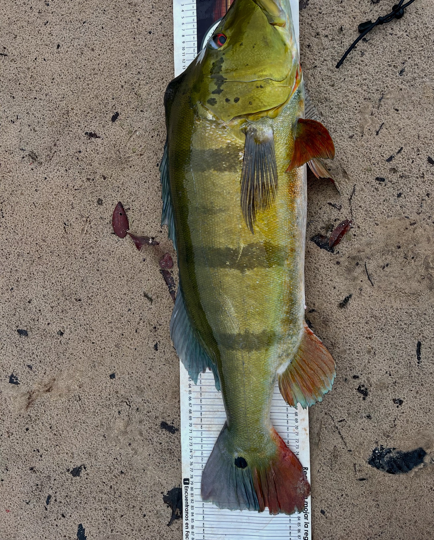 Edward Rengifo Fishing Tours | Pereira