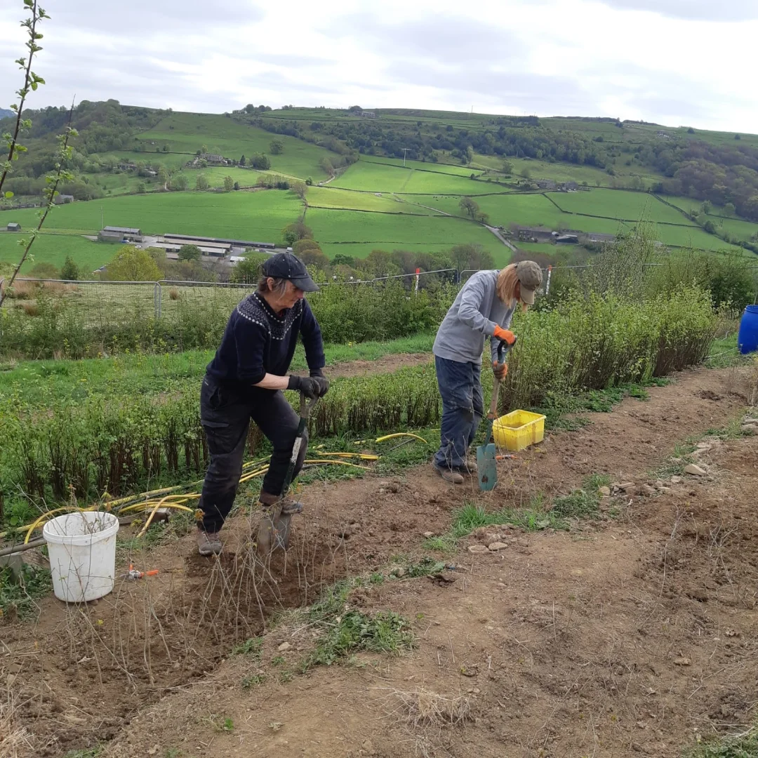 Forus Tree | Hebden Bridge