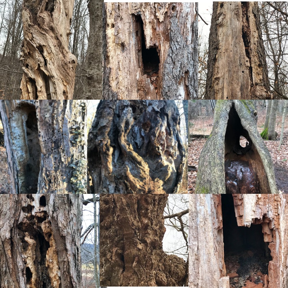 Native - Standing dead trees, called snags, serve as valuable wildlife ...
