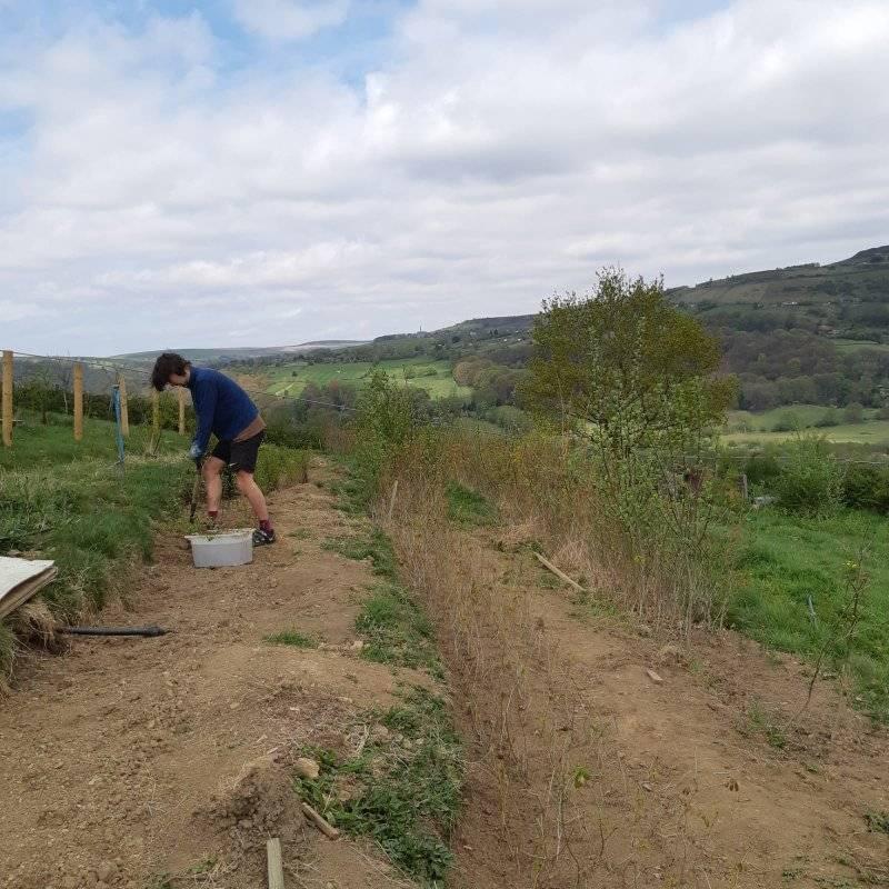 Forus Tree | Hebden Bridge