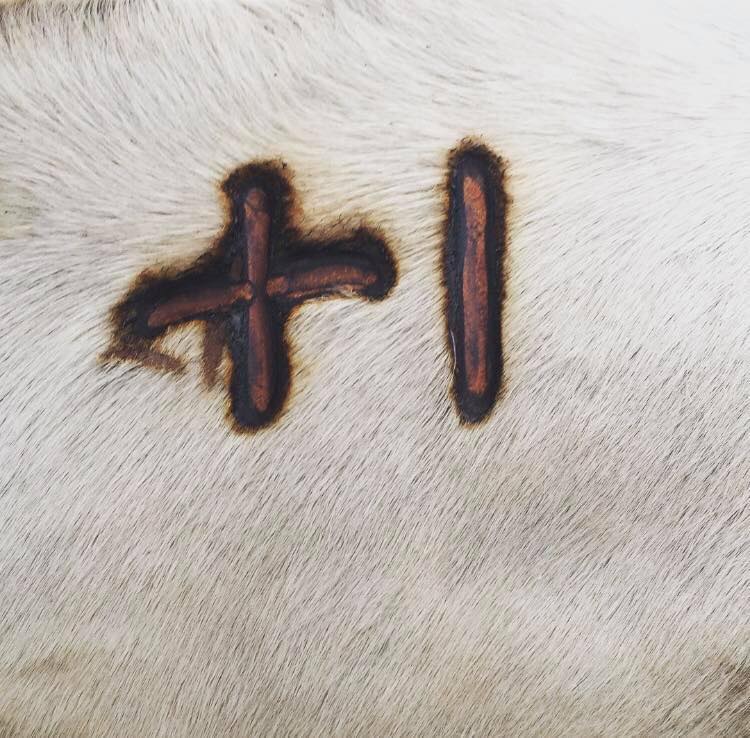 McKay Rodeo Co. | Inman NE