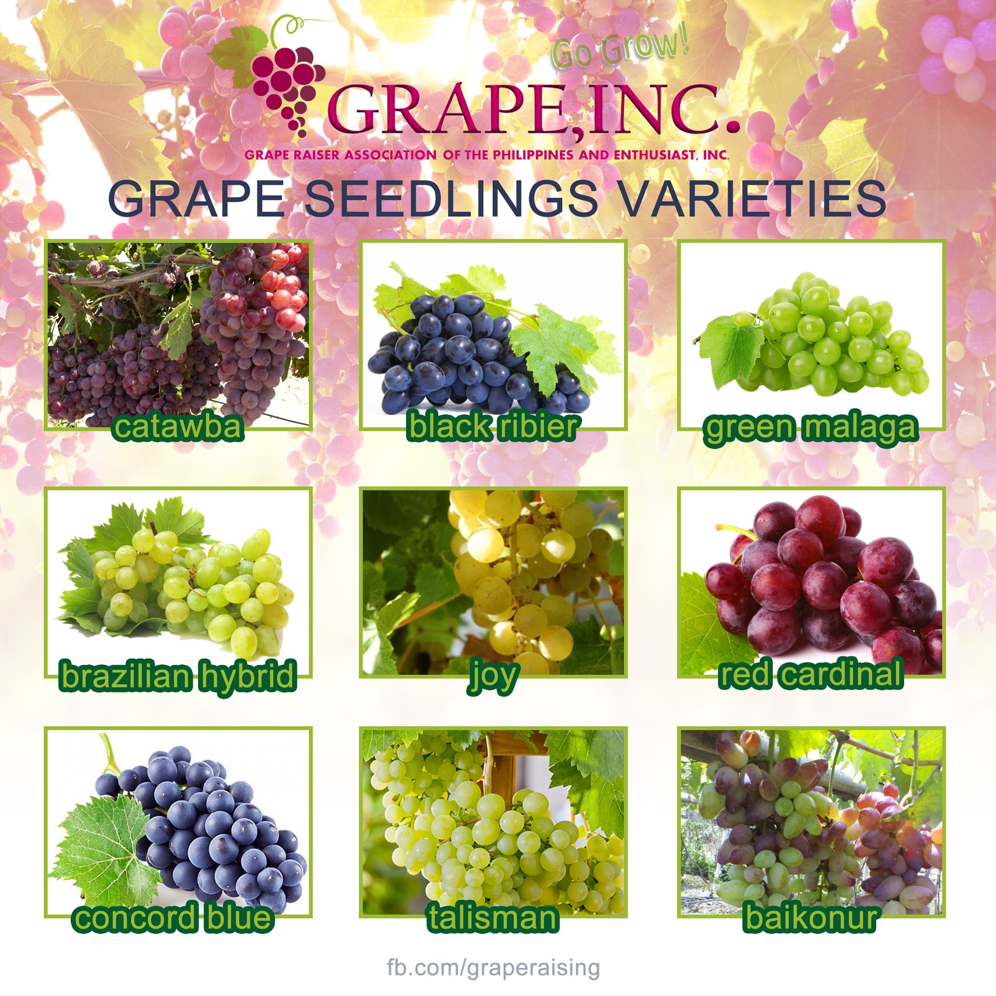 Available at GRAPE, INC. (Grape Raisers Association of the Philippines and Enthusiasts, Inc