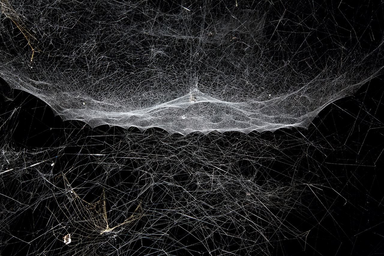 Spin the music: Hear spiders strum and communicate through