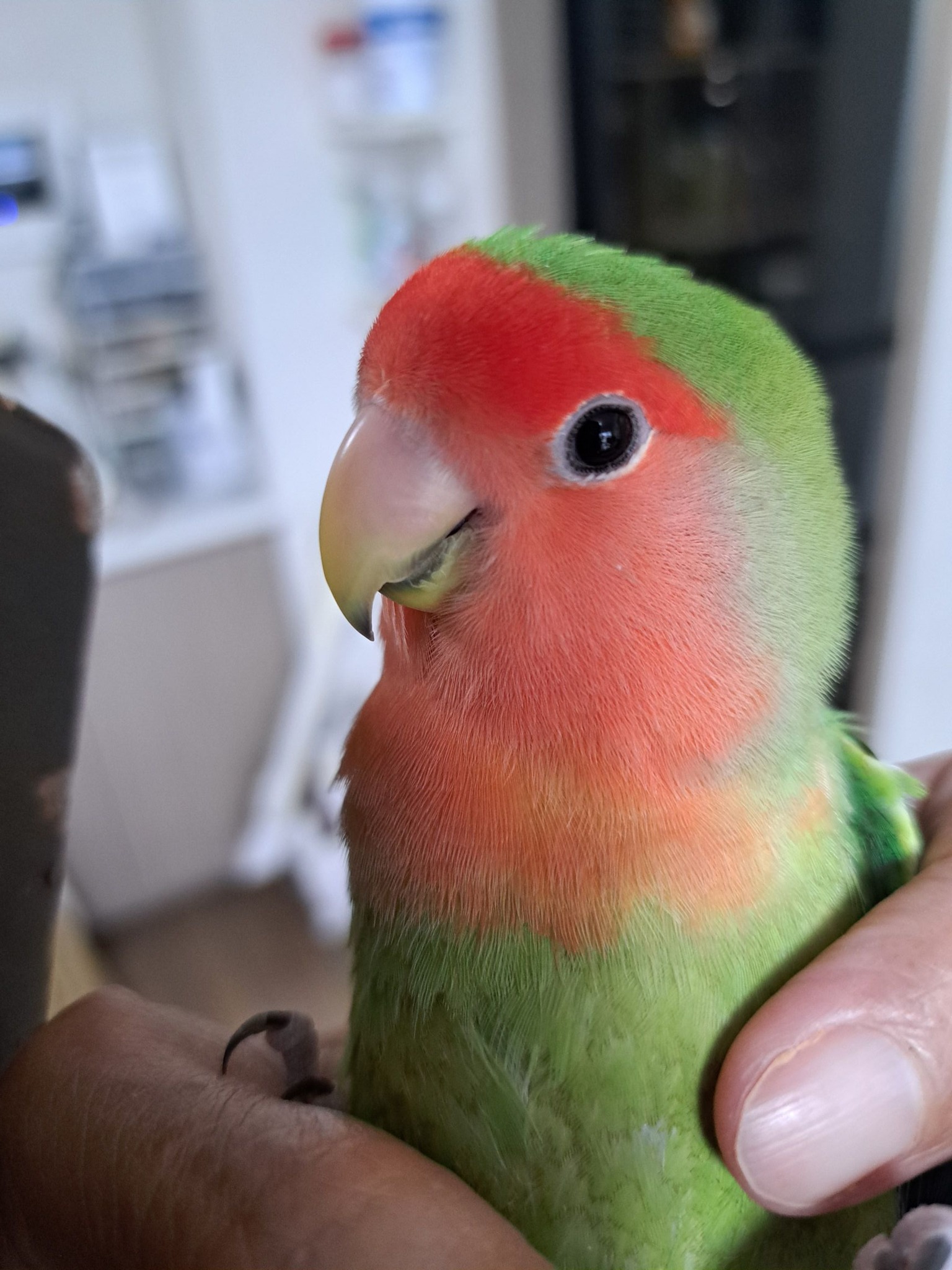 ☆なかよし☆ リモージュボックス インコ 鳥 夫婦 恋人 ☆なかよし