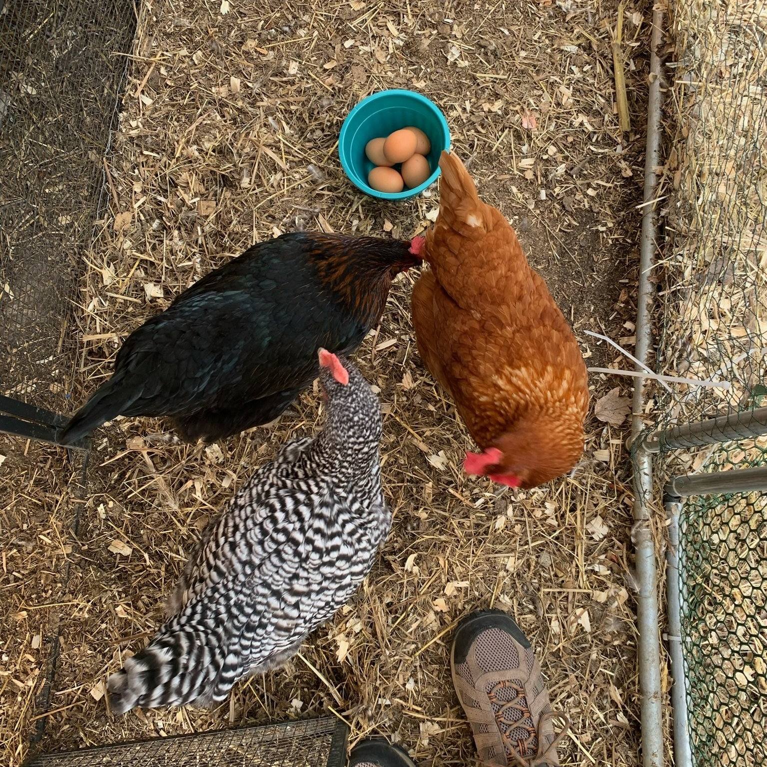 Cluck cluck, Neighbors 🐣 Riley 🖤🤎... - Abiding Missions | Facebook
