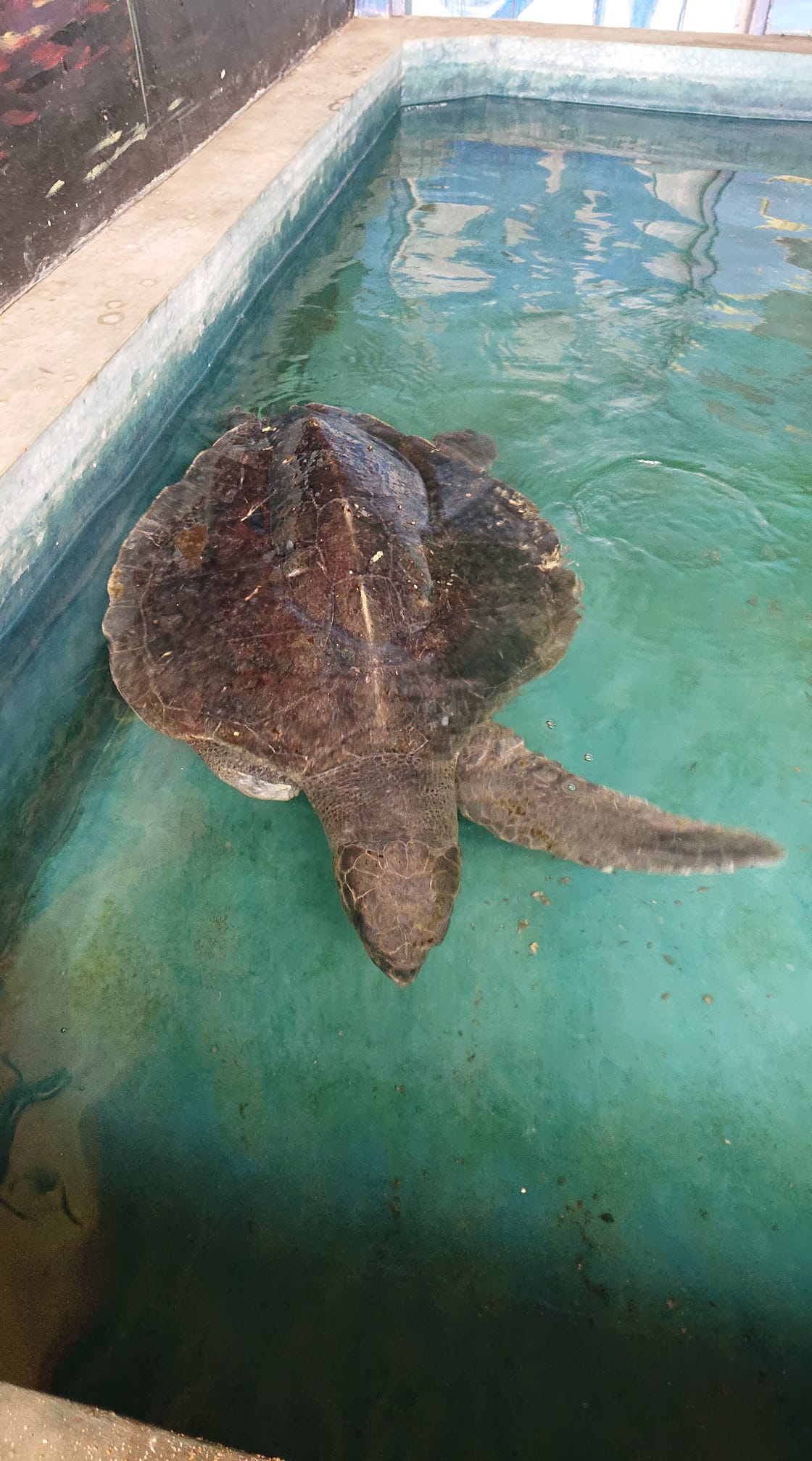 Adopt and Support Olivia 🐢... - The Pearl Protectors | Facebook