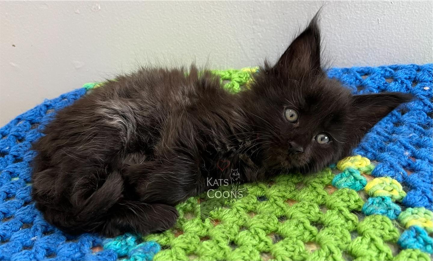 Kats Coons Maine Coon Cats Posts Facebook
