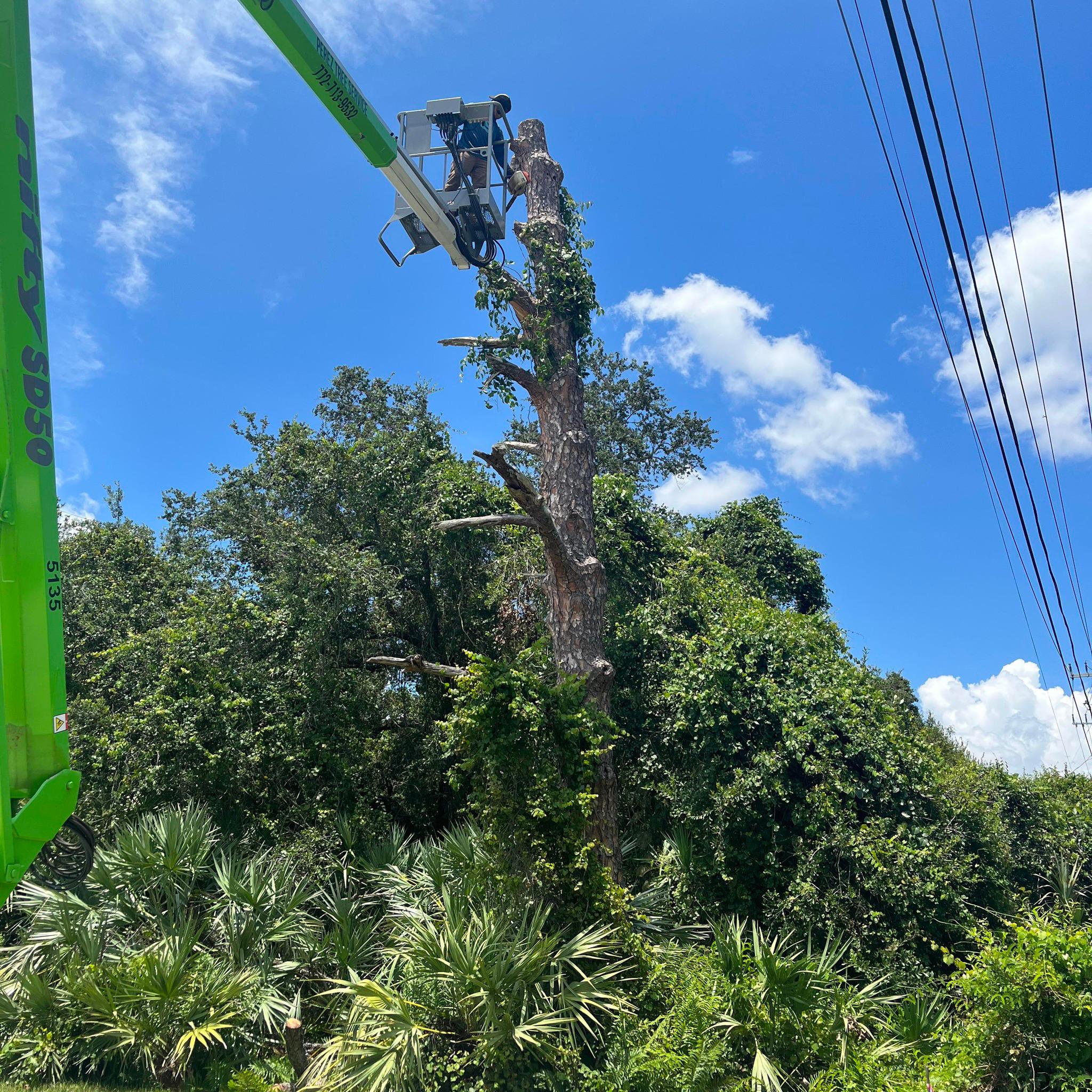 Perez Tree service LLC | Vero Beach FL