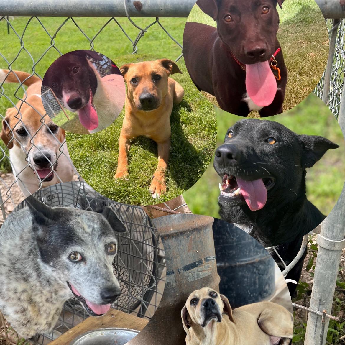 Heartsoflife Animalrescue... - Heartsoflife Animalrescue