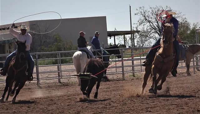 Stoney Fred Performance Horses & Roping Camp | Wittmann AZ