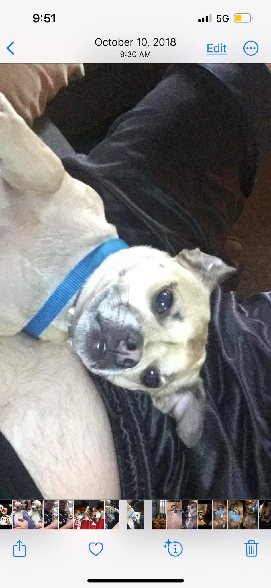 LSD RAIN DOG Lost in Shadow of Death 23号 FOUND‼️‼️‼️‼️ Lost dog on 300 block of Arlington street. He