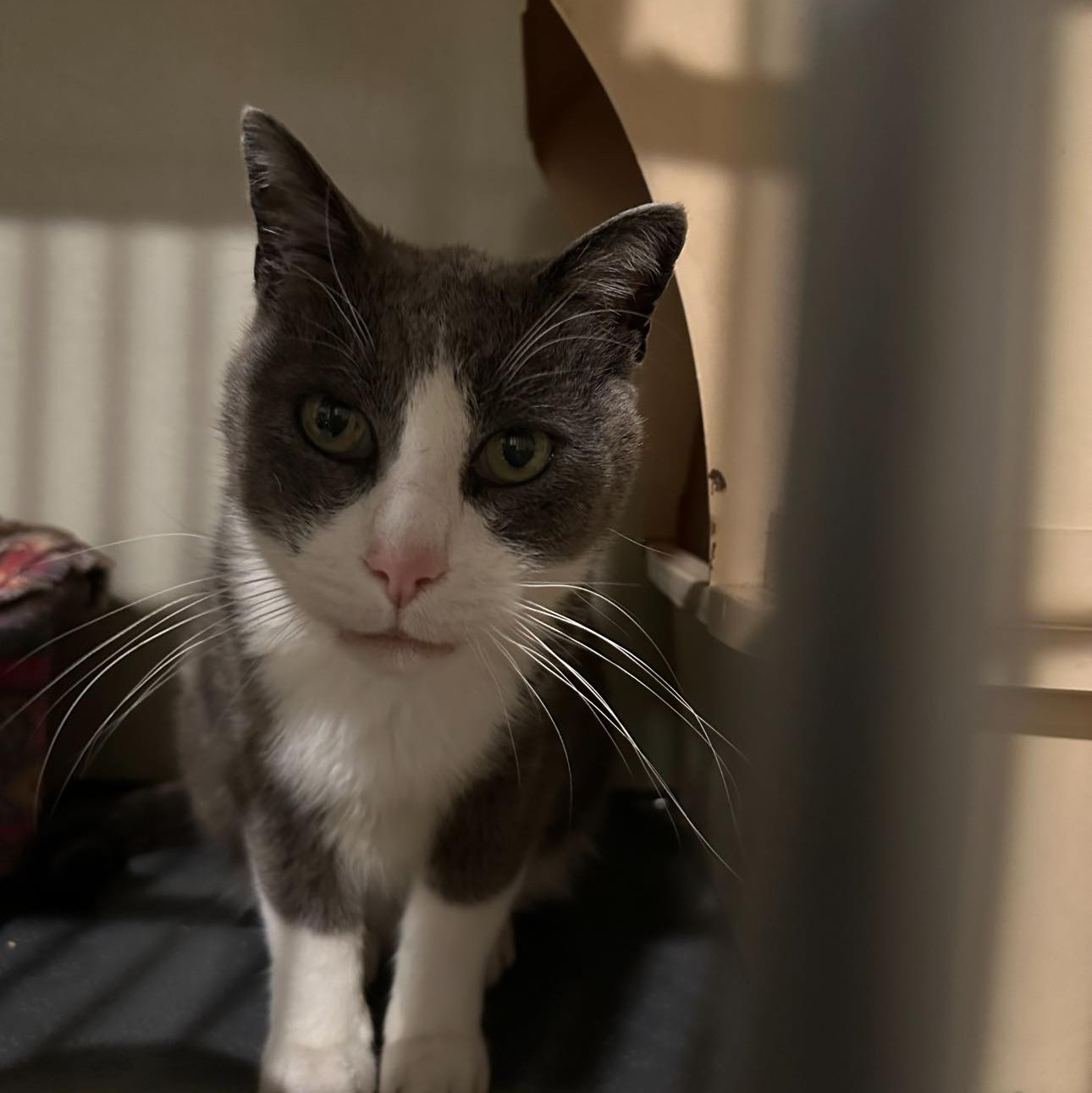 Fixing Our Felines... - Fixing Our Felines Manitowaning