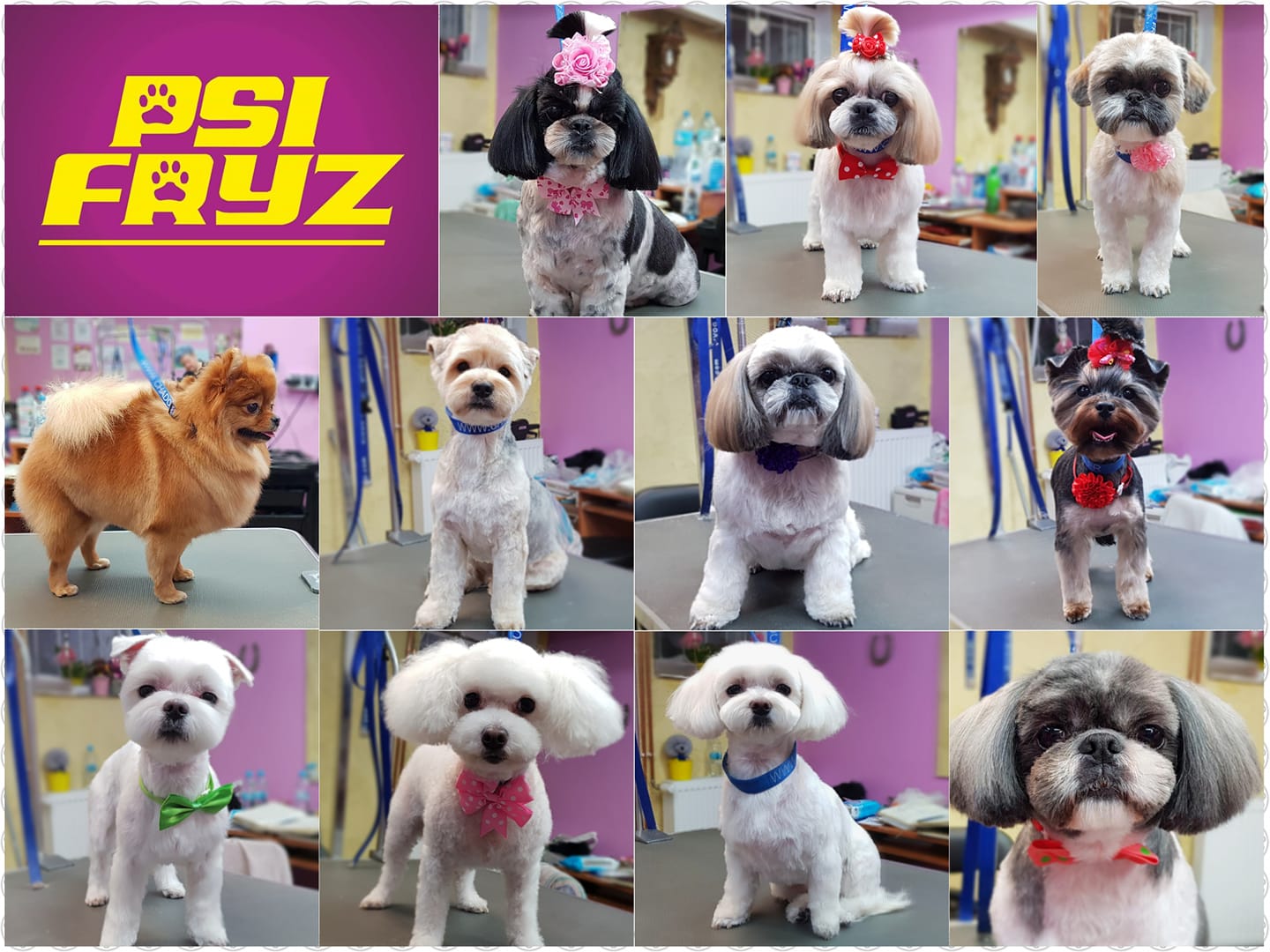 Photo inspiration: Picture Idea: Groomer Szczecin Groomer Szczecin
