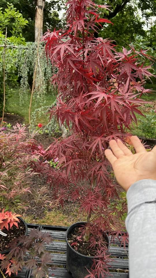 Beni otake red